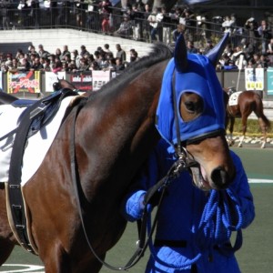 2009.2.8.東京５Ｒパドック（未勝利　芝1600ｍ）