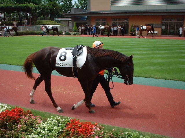 2009年7月25日3歳未勝利戦　10着 シルクジャーニー
