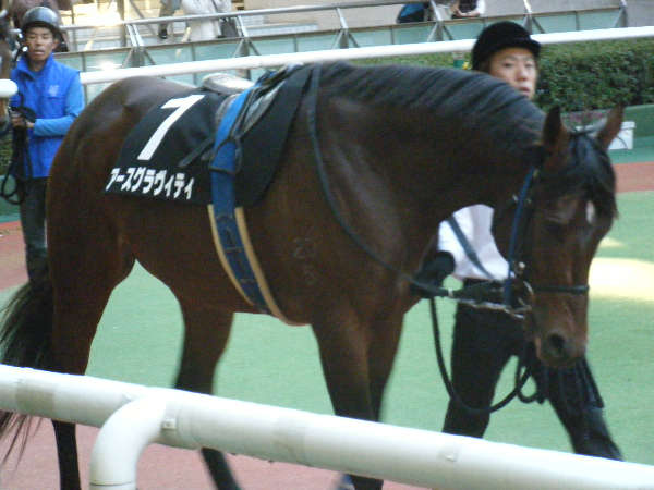 2009/11/15伊達特別パドックその1 アースグラヴィティ