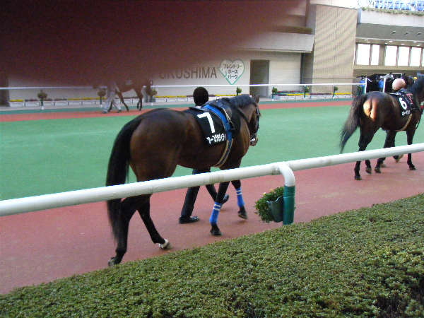 2009/11/15伊達特別パドックその2 アースグラヴィティ