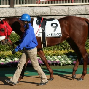 2008/11/29東京2R2歳未勝利戦
