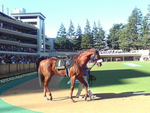 2/1 東京2R 未勝利戦 レッドリップス