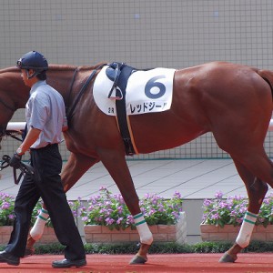 2008/09/27 阪神2R 2歳未勝利