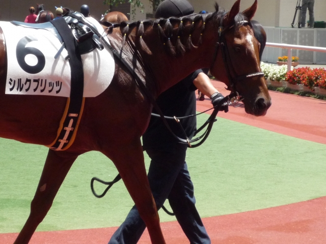 メイクデビュー阪神 シルクブリッツ