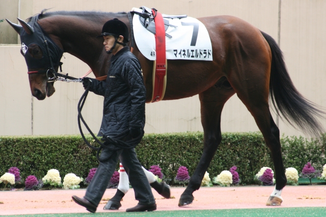 ２００９年２月２８日小倉４Ｒ マイネルエルドラド