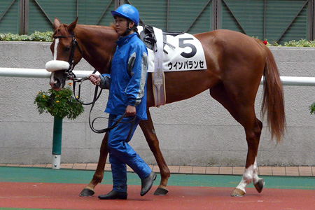 ２歳新馬 ウインパランセ