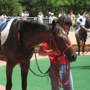 新馬戦パドック
