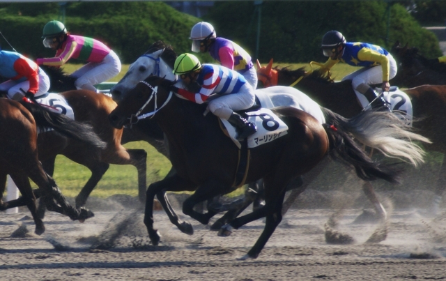 2010/11/6 (1) マーリンシチー