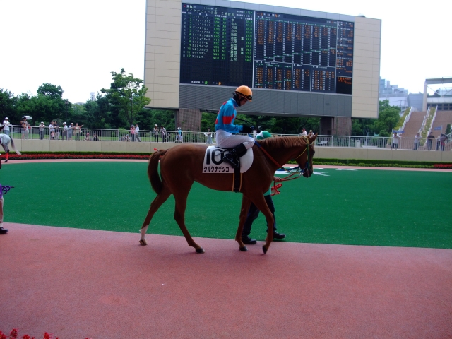 新馬戦より③ シルクナデシコ