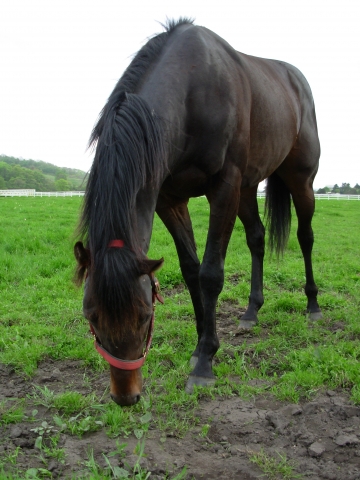 浦和02 マイネルプライゼン
