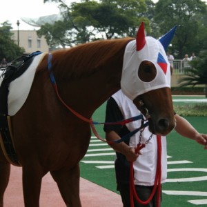 8/15 小倉６Ｒ ３歳未勝利戦パドック