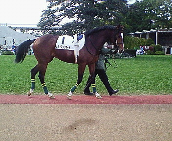 2009/01/25新馬戦パドックその2 トライアンフマーチ