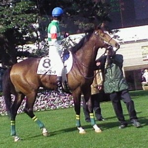 2009/02/07未勝利戦パドックその3