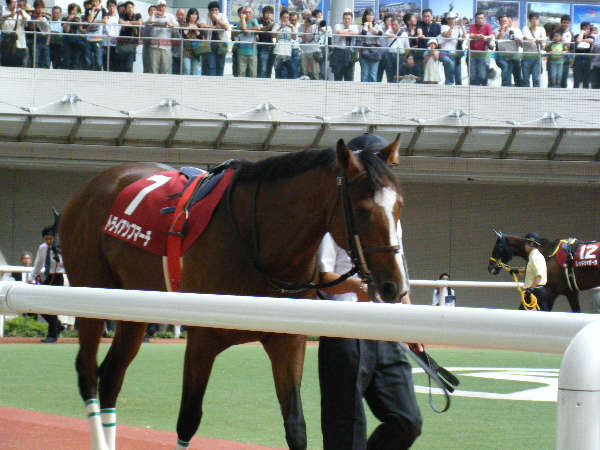 2009/09/27神戸新聞杯パドックその1 トライアンフマーチ