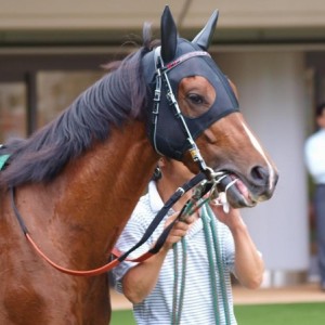 ユニコーンS　舌とリングバミ