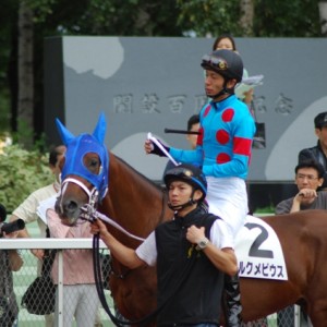 未勝利戦パドック