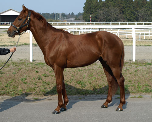 マハロヌイロア マハロヌイロア