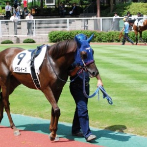 8月23日未勝利戦