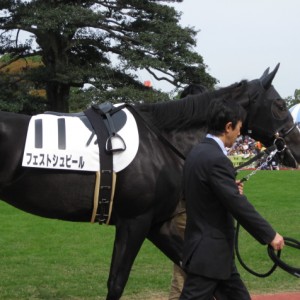 初出走パドックにて