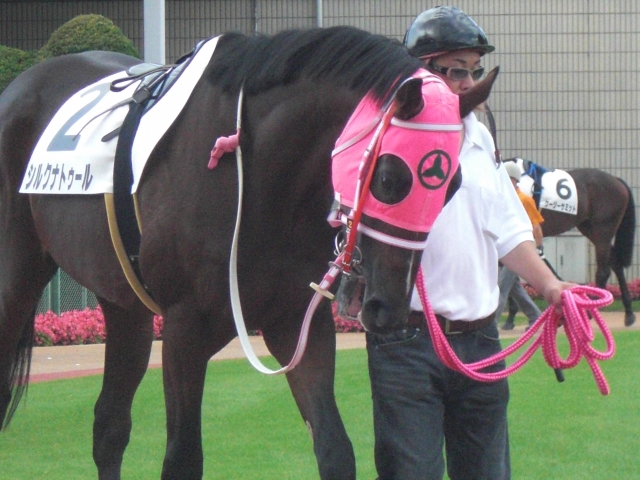 新馬戦パドック シルクナトゥール