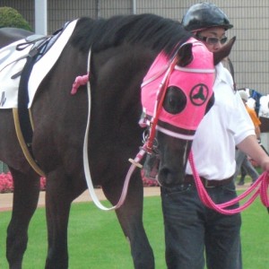 新馬戦パドック