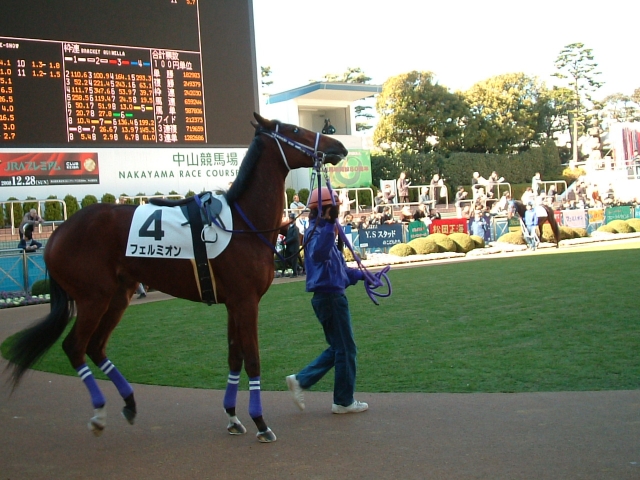 新馬戦パドック フェルミオン