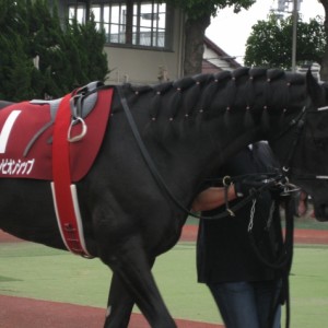 兵庫ＣＳ　パドック