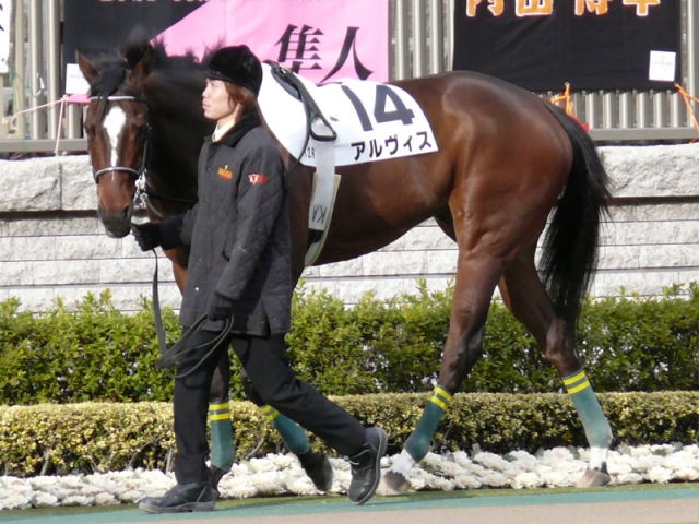 1000万下1着　パドック アルヴィス