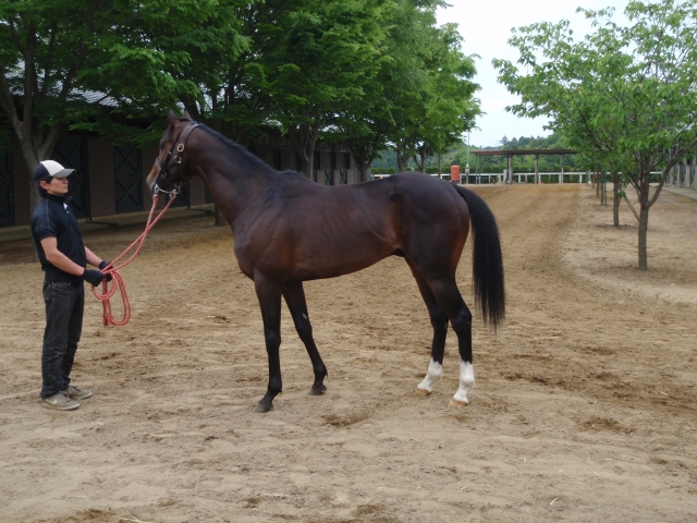 ミッドウェイファームにて ウインアヴェニュー