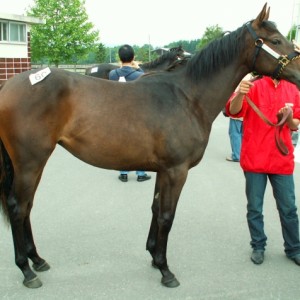 2007年募集馬展示会にて