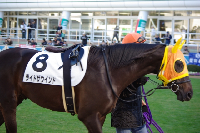 12.7中山2歳未勝利　パドック ライドザウインド