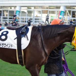 12.7中山2歳未勝利　パドック