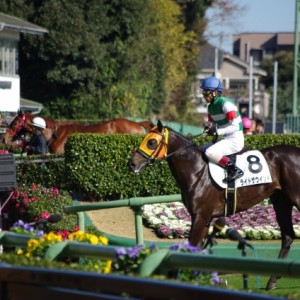 12.7中山2歳未勝利　レース後