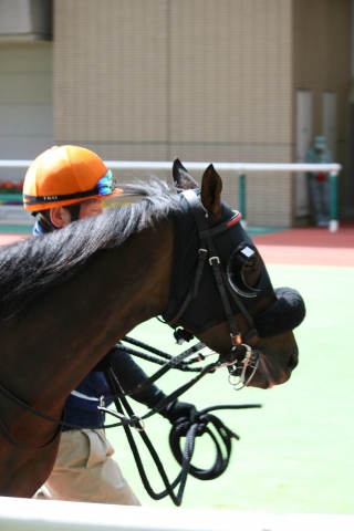 2010.04.10　福島８R　パドック マイネルメビウス