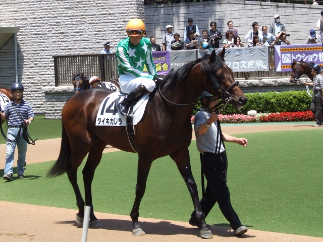 ３歳未勝利（Ｈ２１．．６．７） タイキカレラ
