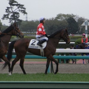 レッドストリング　デビュー戦　馬場入り2