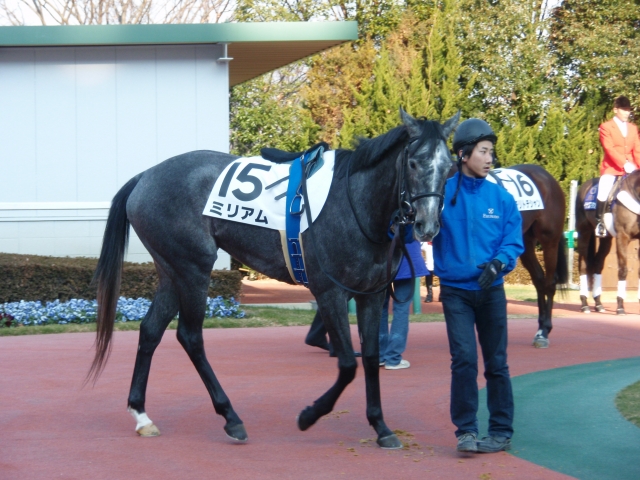 １／１７中京１Ｒ未勝利戦パドック ミリアム
