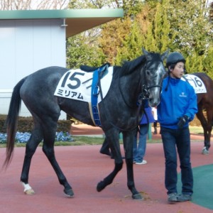 １／１７中京１Ｒ未勝利戦パドック