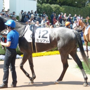 4/11　中山500万下パドック