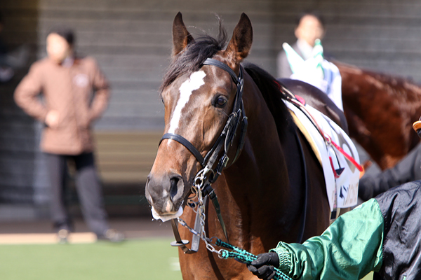 ３歳未勝利　パドック インフィニットエア