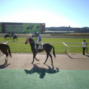 １東２　未勝利　本場場入場