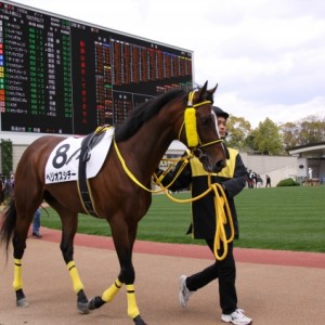 ４．２４京都パドック　