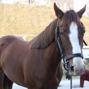 2007/12/01天栄ホースパーク