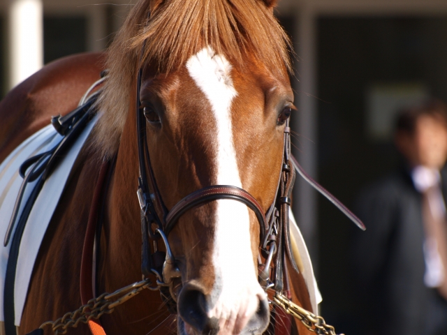 20.12.28中山パドックにて。 スペシャルシンガー