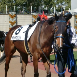 ０９．２．８　京都６R新馬戦　芝１６００ｍ　幸騎手