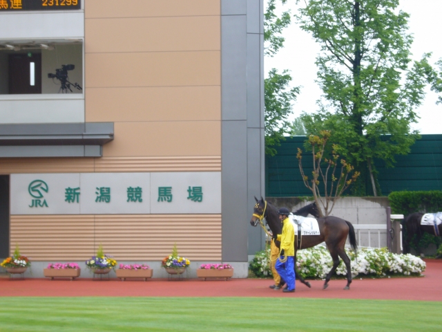 5/17未勝利戦パドック初登場 ファーレサルティ
