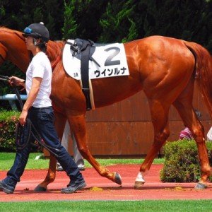 6/6　中京　未勝利戦　パドック