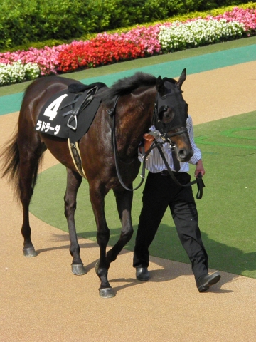 湘南ステークス・パドック ラドラーダ