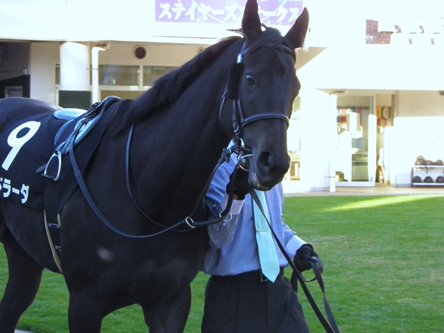 市川S・パドック ラドラーダ