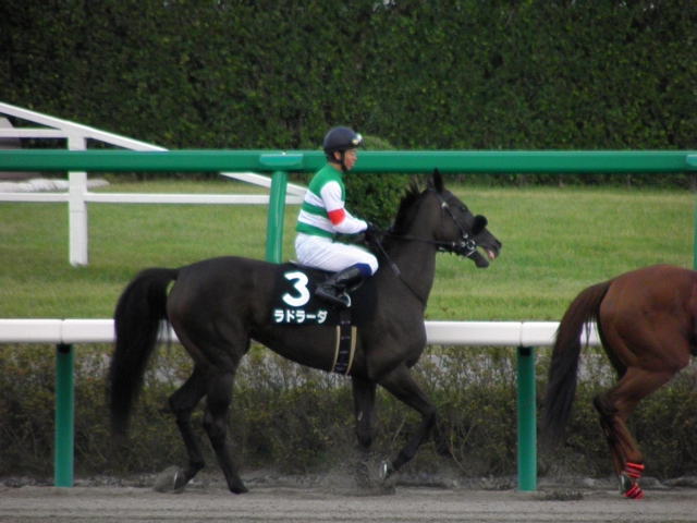 2011年9月20日＊ながつきＳ(馬場入場) ラドラーダ